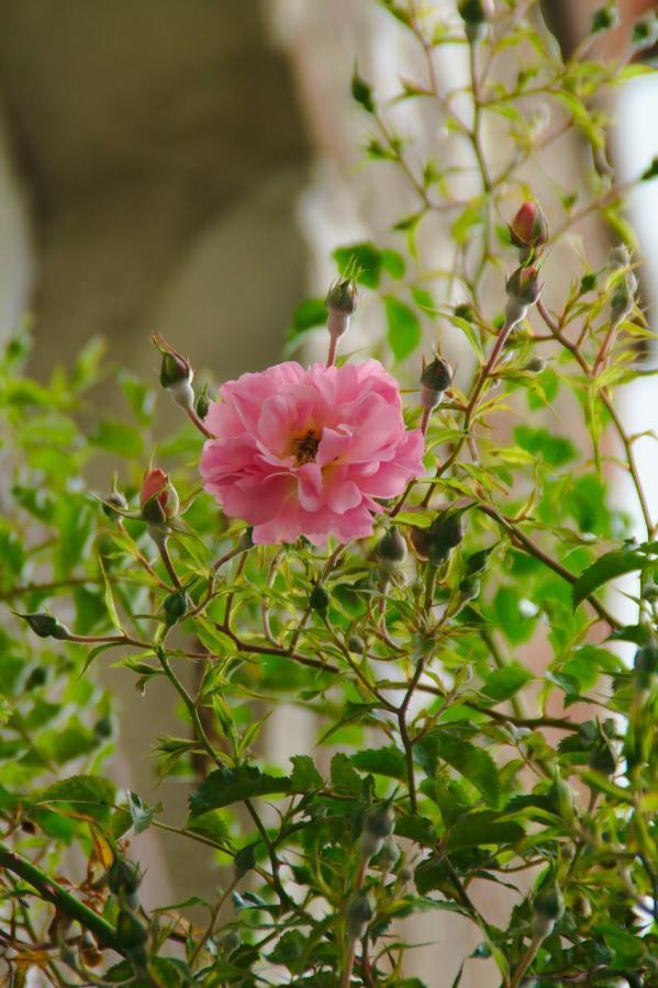 Villa Valentine Veules-les-Roses Bagian luar foto